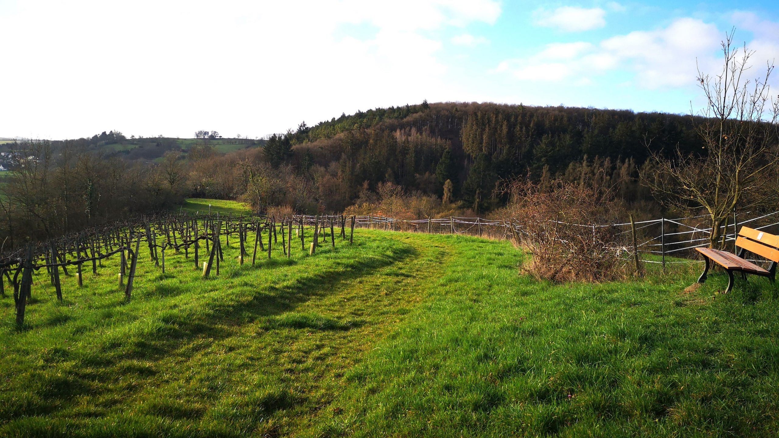 Schweppenhausen - unser Weindorf im Soonwald